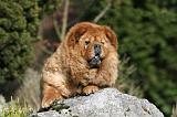 CHOW CHOW 675